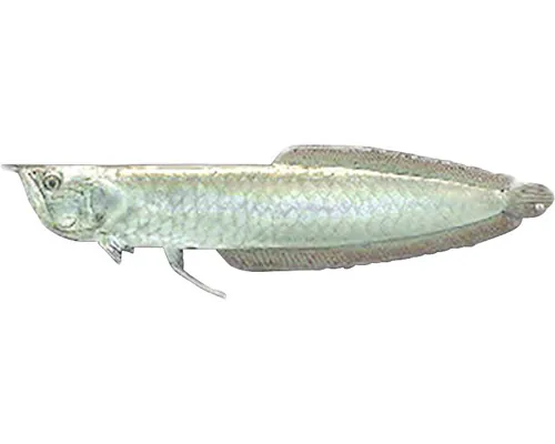 Arowana silver S buc