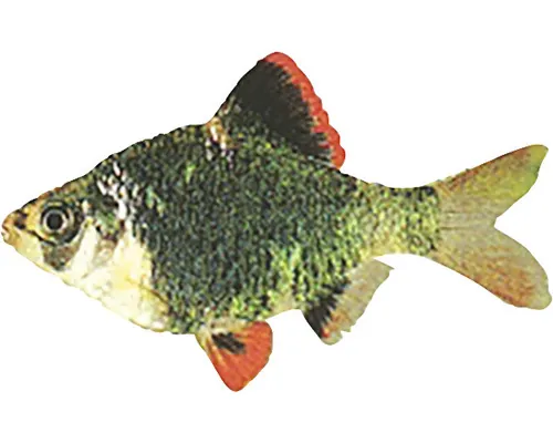 Barbus/Capoeta tetrazona green M buc