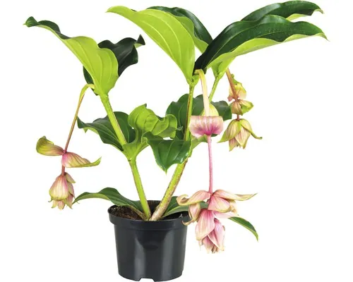 Medinilla Dolce Vita FloraSelf H 45-55 cm ghiveci Ø 17 cm buc
