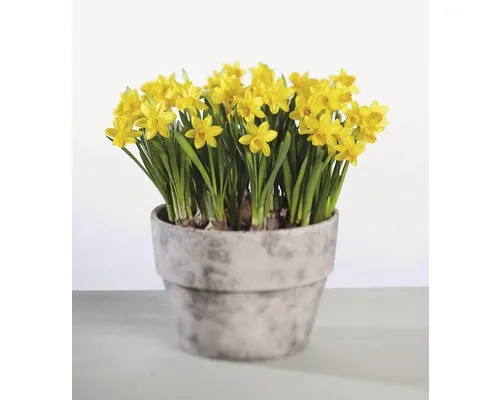Narcise FloraSelf Narcissus pseudonarcissus 'Tete a Tete' ghiveci Ø 12 cm buc