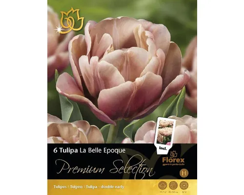 Bulbi de lalele Premium Selection La belle epoque 6 buc.