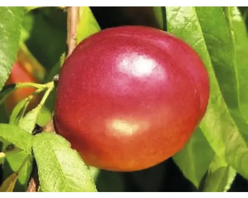 Pom fructifer nectarin Flavortop cu rădăcina împachetată H 150 cm buc