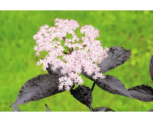 Soc FloraSelf Bio Sambucus nigra 'Black Beauty' Co 3 L buc
