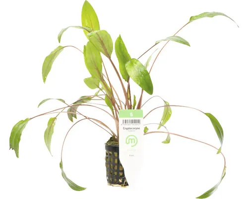Plantă acvariu Cryptocoryne Becketii Easy 5 buc