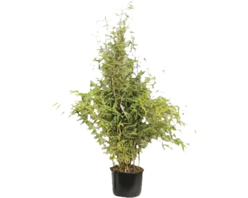 Bambus FloraSelf Fargesia murialeae 'Red Zebra'Ⓡ Ⓢ H 80-100 cm Co 10 L buc