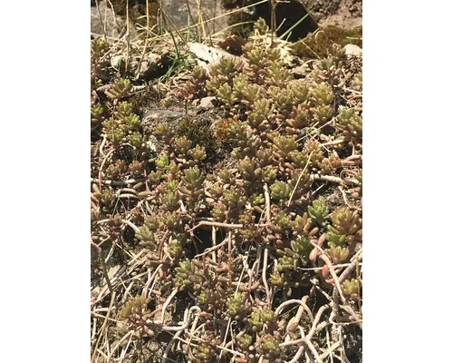 FloraSelf Plante perene rocărie mix H 2-5 cm Co 1 L cm buc