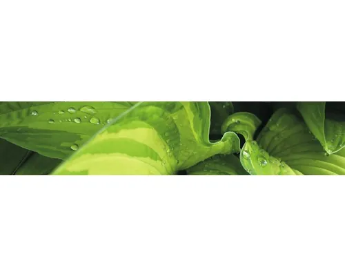Panou bucătărie mySpotti Splash Rainforest folie PVC rigidă 280x60 cm buc