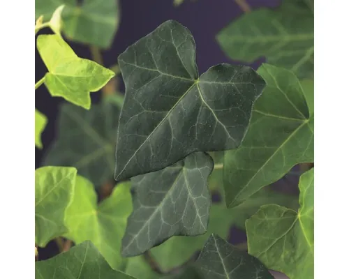 Iederă FloraSelf Hedera helix 'Hibernica' H 50-70 cm Co 2,3 L buc