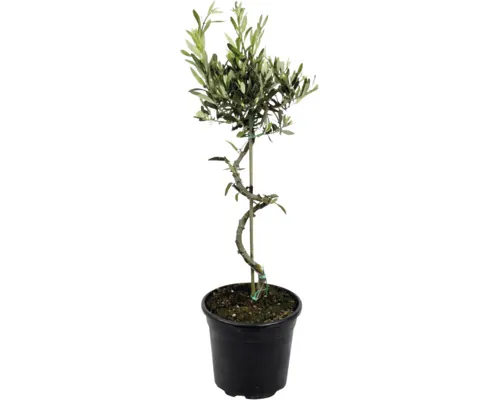 Olea Europaea spiral, ghiveci Ø 22 cm buc
