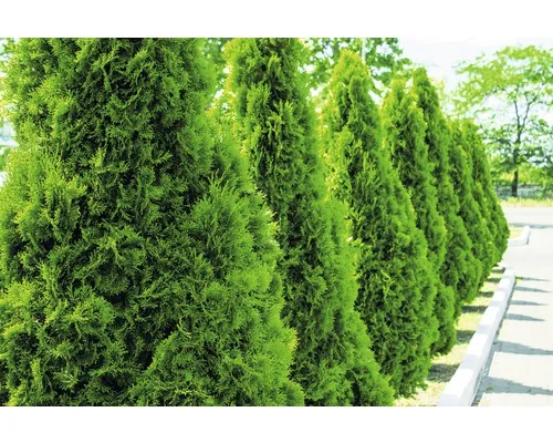 Conifer FloraSelf Thuja Occidentalis Smaragd H 40-60 cm buc