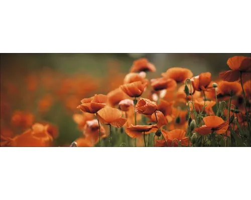 Tablou sticlă Pure Living Orange Poppies I 50x125 cm buc