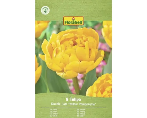 Bulbi de lalele FloraSelf Double Late Yellow Pomponette 8 buc.