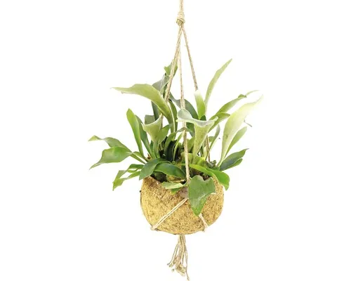 Feriga Corn de Cerb FloraSelf Platycerium bifurcatum H 45-55 cm ghiveci Ø 25 cm buc