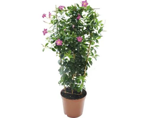 Iasomia braziliană FloraSelf Dipladenia mandevilla H 50-60 cm ghiveci Ø 17 cm buc