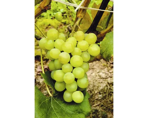 Viță de vie FloraSelf Vitis vinifera 'Phoenix' Co 7,5 L buc