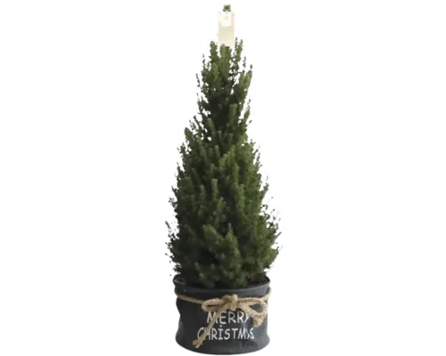 Molid Picea glauca Conica H 90-100 cm ghiveci Ø 26 cm diferite culori buc