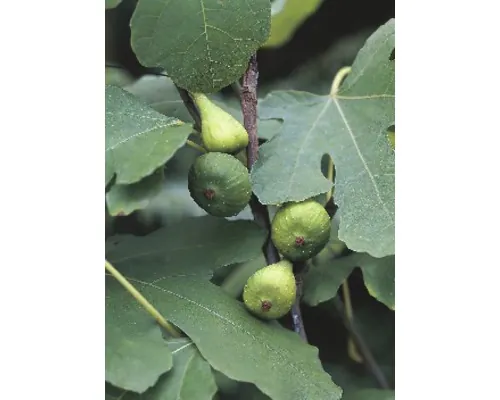 Pom fructifer Smochin FloraSelf Ficus carica H 80-100 cm Co 15 L buc