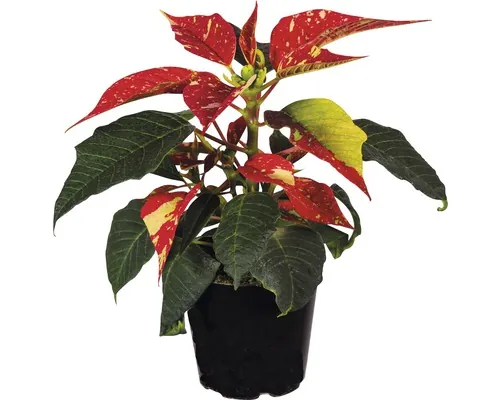 Crăciunița Poinsettia FloraSelf Euphorbia pulcherrima H 12-15 cm ghiveci Ø 6 cm roșu/alb buc