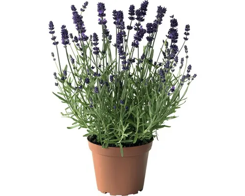 Lavandă FloraSelf Lavandula angustifolia H 25-35 cm Co 3 L buc