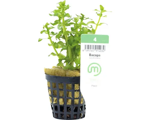 Plantă acvariu Bacopa Caroliniana Easy 4 buc