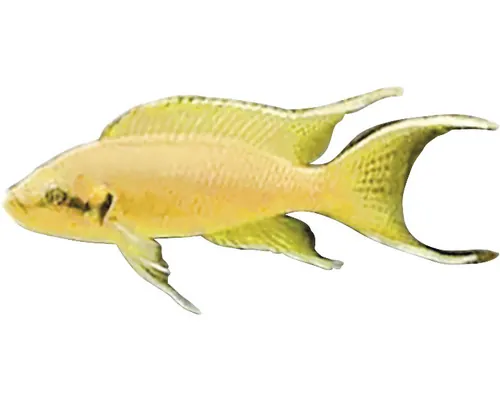 Lamprologus brichardi M buc