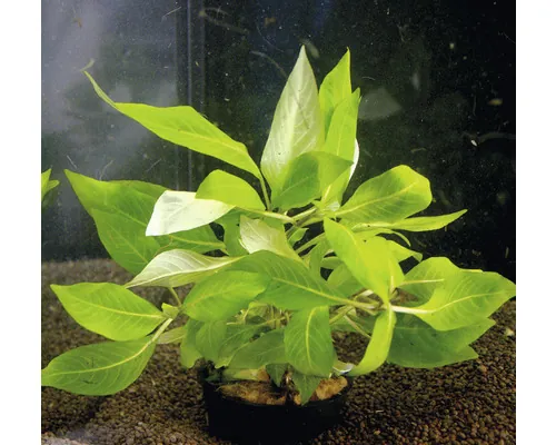 Plantă acvariu Hygrophila Corymbosa compact Easy 4 buc