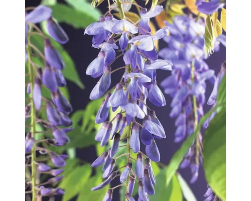 Butaș Glicină chinezească FloraSelf Wisteria sinensis H 50-70 cm Co 2,3 L buc