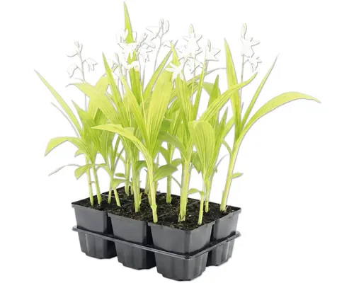 Orhidee FloraSelf Bletilla striata 'Alba' ghiveci Ø 9 cm buc
