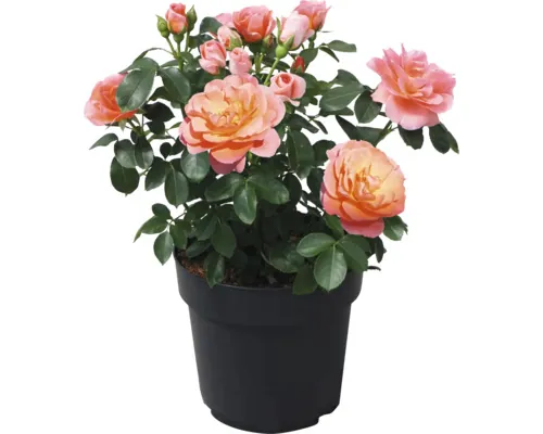 Trandafir FloraSelf Rosa Sugar Candy Rose H 10-30 cm buc