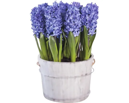 Zambile FloraSelf Hyacinthus orientalis 'Blue Star' ghiveci Ø 16 cm albastru buc