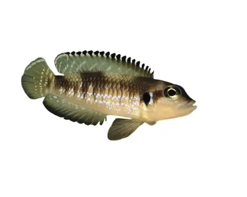 Lamprologus ocellatus 3,5-4 cm buc