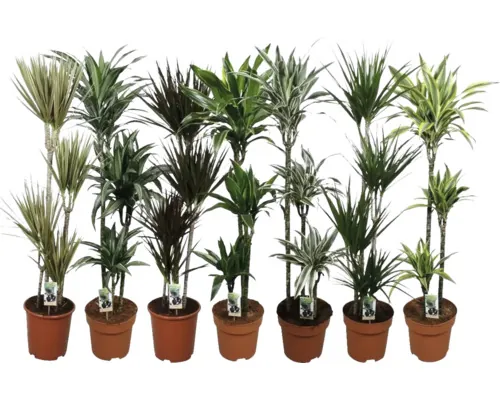 Plante verzi Mix FloraSelf ghiveci Ø 27 cm diferite sortimente buc