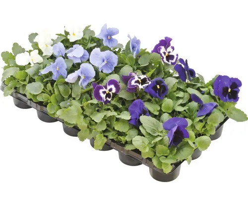 Viola Panseluța ghiveci Ø 9 cm diferite culori buc