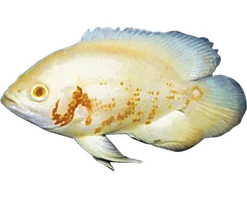 Albino Oscar Astronotus ocellatus S buc