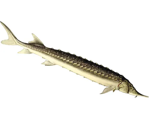Păstrugă Acipenser stellatus 40-50 cm buc