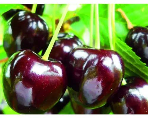 Pom fructifer cireș Cerasus avium Van H 150 cm buc