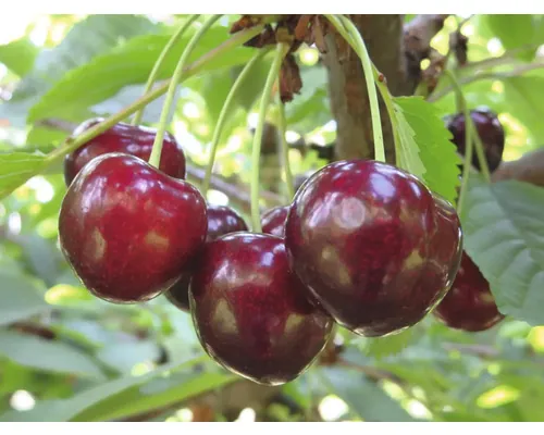 Bio Pom fructifer cireș autofertil FloraSelf Bio Prunus avium 'Sunburst' H 120-150 cm Co 7,5 L buc