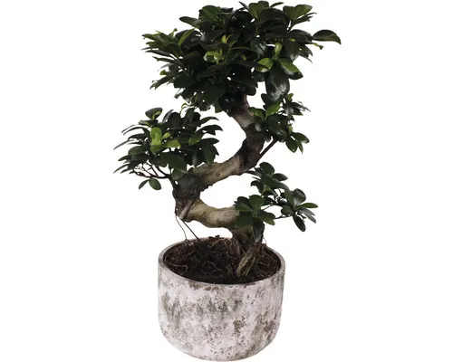 Ficus FloraSelf Ficus microcarpa Ginseng H ca. 60 cm ghiveci ceramică Deep Forest Ø 23 cm buc