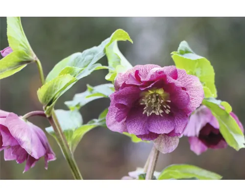 Trandafirul Crăciunului FloraSelf Helleborus orientalis Viv ghiveci Ø 19 cm buc