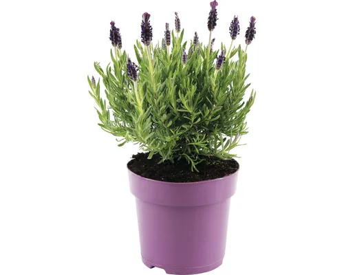 Lavandă FloraSelf Lavandula stoechas 'Anouk' H 20-25 cm ghiveci Ø 15 cm buc