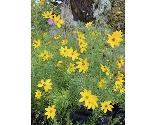 FloraSelf Coreopsis verticillata Co 3 L buc