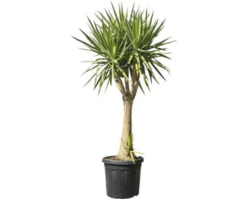 Yucca elephantipes FloraSelf H 120-130 cm ghiveci Ø 50 cm buc