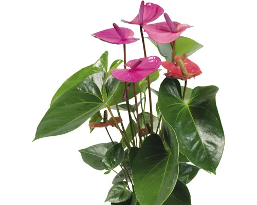 Floarea Flamingo FloraSelf Anthurium andreanum 'Purple' H 55-60 cm ghiveci Ø 17 cm buc