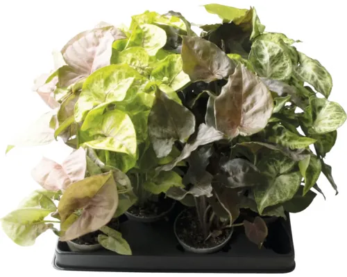 FloraSelf Syngonium Mix H ca. 12 cm ghiveci Ø 6 cm diferite sortimente buc