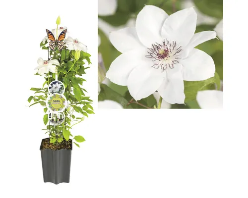 Clematita FloraSelf Clematis Cultivars Hybrid alb H 50-60 cm Co 3 L buc