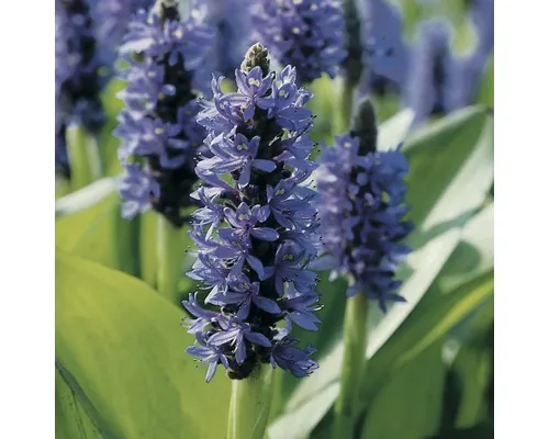 Pontederia Cordata FloraSelf H 15-25 cm Co 0,6 L buc