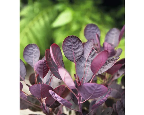 FloraSelf Cotinus coggygria Lila Co 3 L buc
