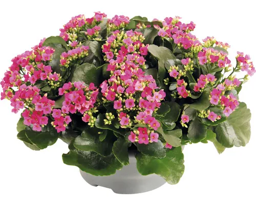 Kalanchoe FloraSelf Kalanchoe blosfeldiana ghiveci Ø 23 cm buc