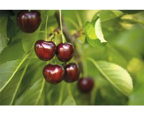 Bio Pom fructifer cireș FloraSelf Bio Prunus avium 'Regina' H 120-150 cm Co 7,5 L buc