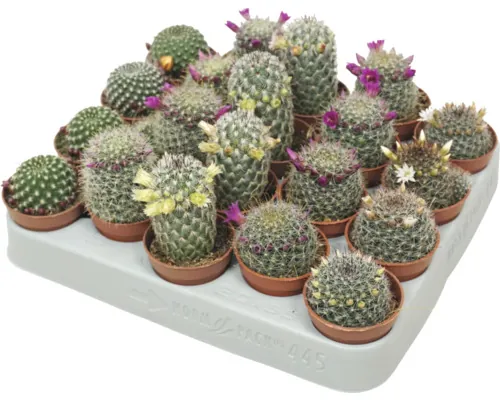 Cactus mini FloraSelf ghiveci Ø 5,5 cm diferite sortimente buc